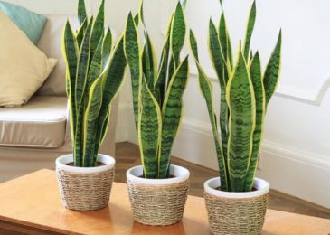 Người mệnh thủy nên trồng cây gì- may mắn-bình an-phát tài 2 cây lưỡi hổ cho người mệnh thủy
