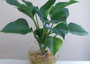 Người mệnh thủy nên trồng cây gì- may mắn-bình an-phát tài 7 cây thanh tâm cho người mệnh thủy