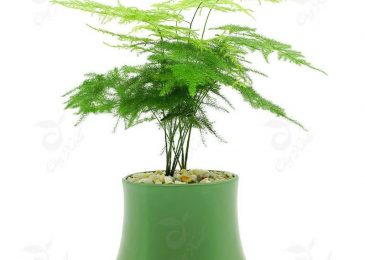 Người mệnh thủy nên trồng cây gì- may mắn-bình an-phát tài 5 cây thủy tùng cho người mệnh thủy