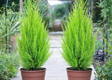 Người mệnh thủy nên trồng cây gì- may mắn-bình an-phát tài 4 cây tùng bồng lai cho người mệnh thủy