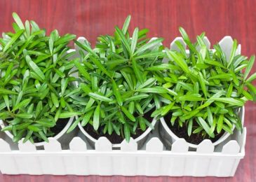 Người mệnh thủy nên trồng cây gì- may mắn-bình an-phát tài 6 cây tùng la hán cho người mệnh thủy
