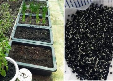 Cách trộn đất trồng rau trong thùng xốp 7 rau sach 3 min