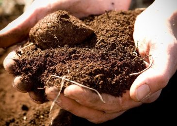 Cách trộn đất trồng rau trong thùng xốp 1 rau sach 6 min