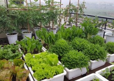 Các bước tự làm phân hữu cơ tại nhà bằng rác nhà bếp 8 rau sach 8 min