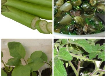 Cách trồng và chăm sóc quả cà xanh lai F1 1 Cách trồng và chăm sóc quả cà xanh lai F1
