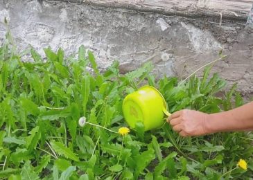 Hoa bồ công anh-tác dụng tốt với sức khỏe-ý nghĩa trong cuộc sống 4 chăm sóc cây hoa bồ công anh
