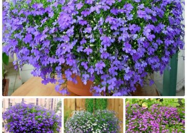 Cách trồng và chăm sóc hoa cúc Lobelia 2 Cách trồng và chăm sóc hoa cúc Lobelia