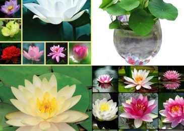 Cách trồng và chăm sóc sen nhật mini 4 Sau khoảng 3 tháng gieo chúng ta sẽ có những bông hoa đầu tiên thơm ngát.