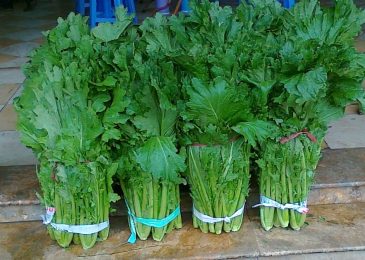 Cách trồng và chăm sóc rau cải mèo 1 rau cải mèo