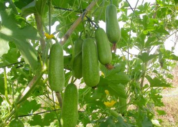 18 loại rau củ quả trồng thích hợp cho tháng 6, 7, 8 dễ trồng nhất 10 Bí xanh