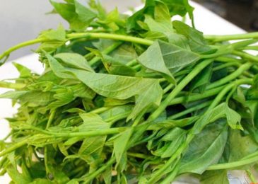 Cách trồng rau lang ăn lá với ngọn cả tuần 5 rau lang chế biến món ăn
