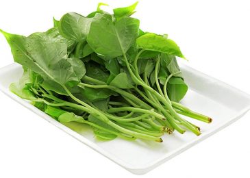 Cách trồng rau lang ăn lá với ngọn cả tuần 3 Cách trồng rau lang tốt nhất