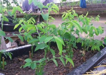 Cách trồng rau ngót bằng hạt với giâm cành 2 Cách trồng rau ngót bằng hạt với giâm cành