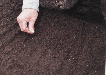 Cách trồng rau ngót bằng hạt với giâm cành 1 Cách trồng rau ngót bằng hạt với giâm cành