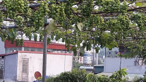 Hướng dẫn cách trồng nho trên sân thượng đơn giản 2 cách trồng nho trên sân thượng