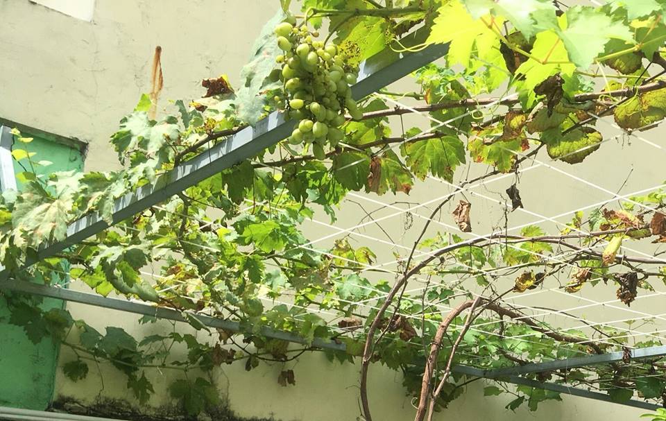 Hướng dẫn cách trồng nho trên sân thượng đơn giản 7 cách trồng nho trên sân thượng