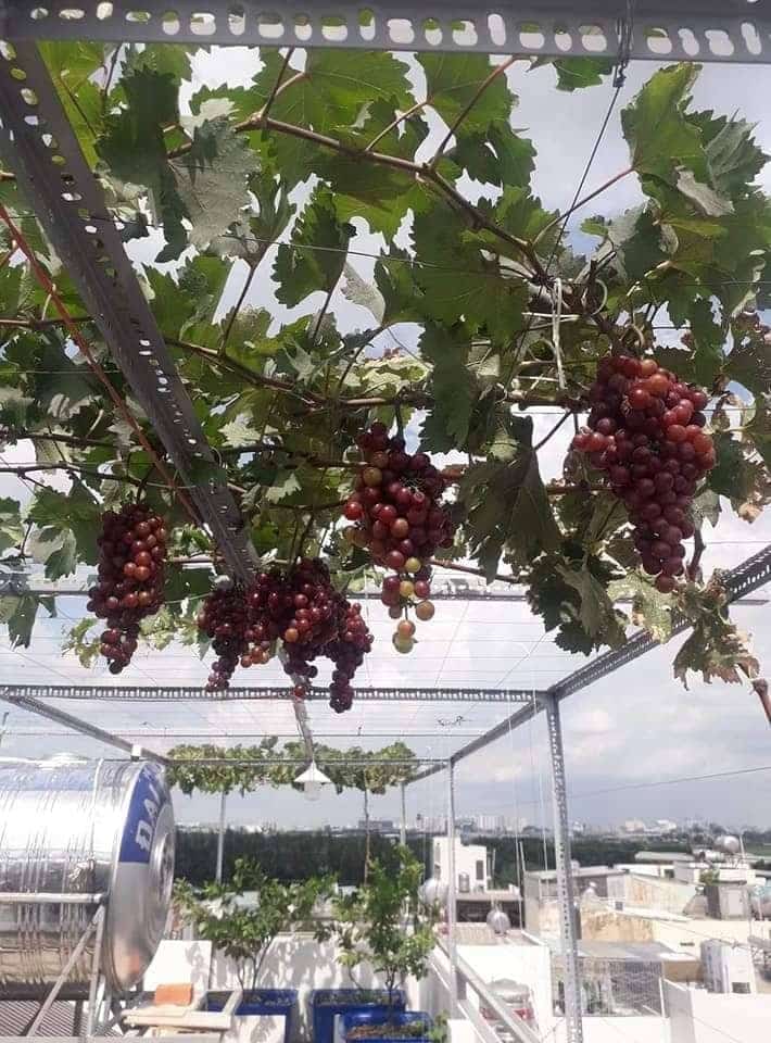 Hướng dẫn cách trồng nho trên sân thượng đơn giản 6 cách trồng nho trên sân thượng