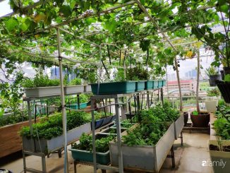 Hướng dẫn cách trồng nho trên sân thượng đơn giản 6 cách trồng nho trên sân thượng