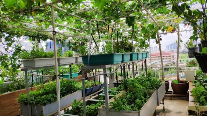 cách trồng nho trên sân thượng cách trồng nho trên sân thượng