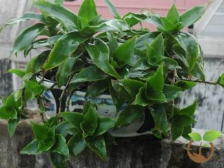 Tác dụng & cách trồng cây lược vàng chữa bệnh 4 cay luoc vang 8