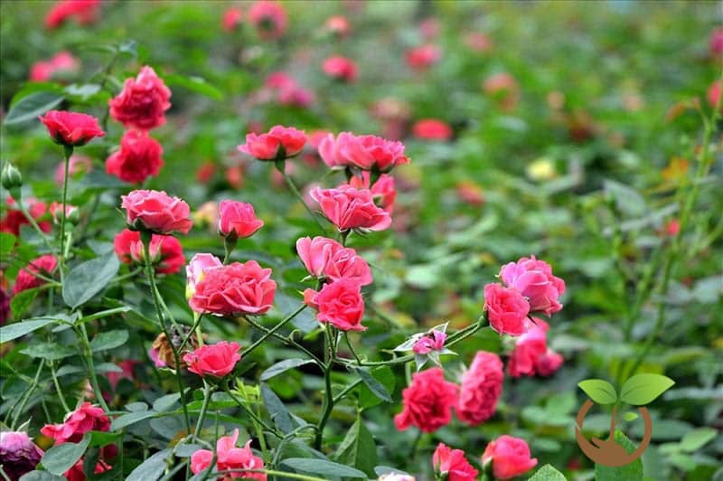 Cách trồng hoa hồng đà lạt dễ nhất 9 những bông hoa hồng khoe sắc