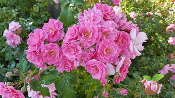 Cách trồng hoa hồng đà lạt dễ nhất 8 hoa hồng đẹp nhất