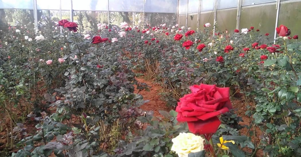 Cách trồng hoa hồng đà lạt dễ nhất 3 ĐẤT TRỒNG HOA HỒNG ĐÀ LẠT