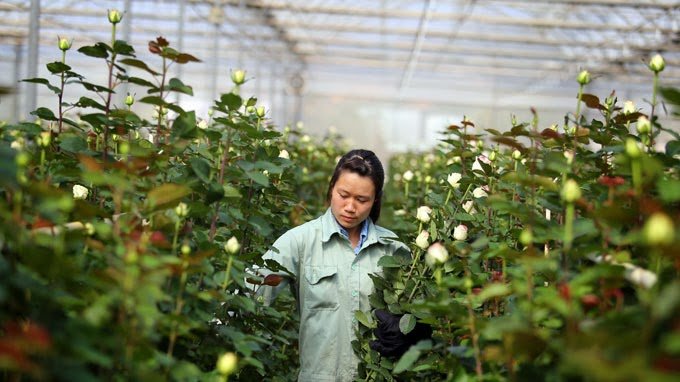 Cách trồng hoa hồng đà lạt dễ nhất 18 hướng dẫn trồng hoa hồng đà lạt