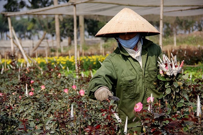 Cách trồng hoa hồng đà lạt dễ nhất 19 mua hoa hồng đà lạt ở hà nội