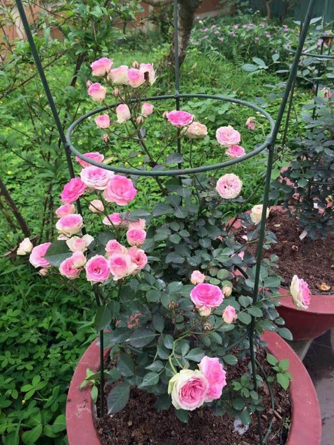 Cách trồng hoa hồng đà lạt dễ nhất 16 tên các loại hoa hồng đà lạt
