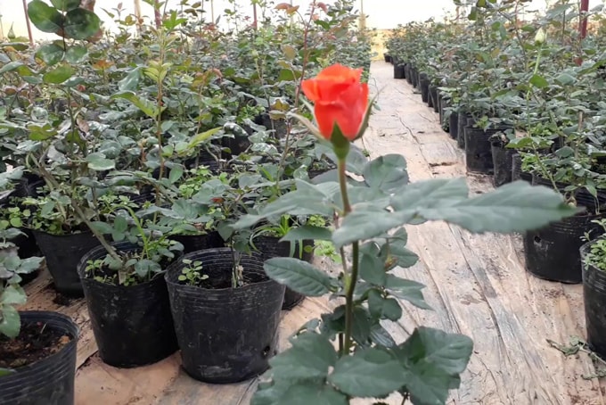 Cách trồng hoa hồng đà lạt dễ nhất 6 những chậu cây hoa hồng giống phát triển