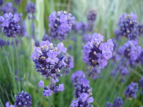 Cách trồng Hoa oải hương đẹp trong khu vườn xinh đẹp 18 Spike Lavender