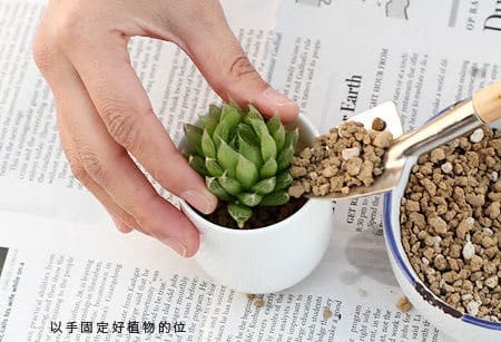 Kỹ thuật trồng cây sen đá trong chậu xinh đẹp 3 chăm sóc cây sen đá