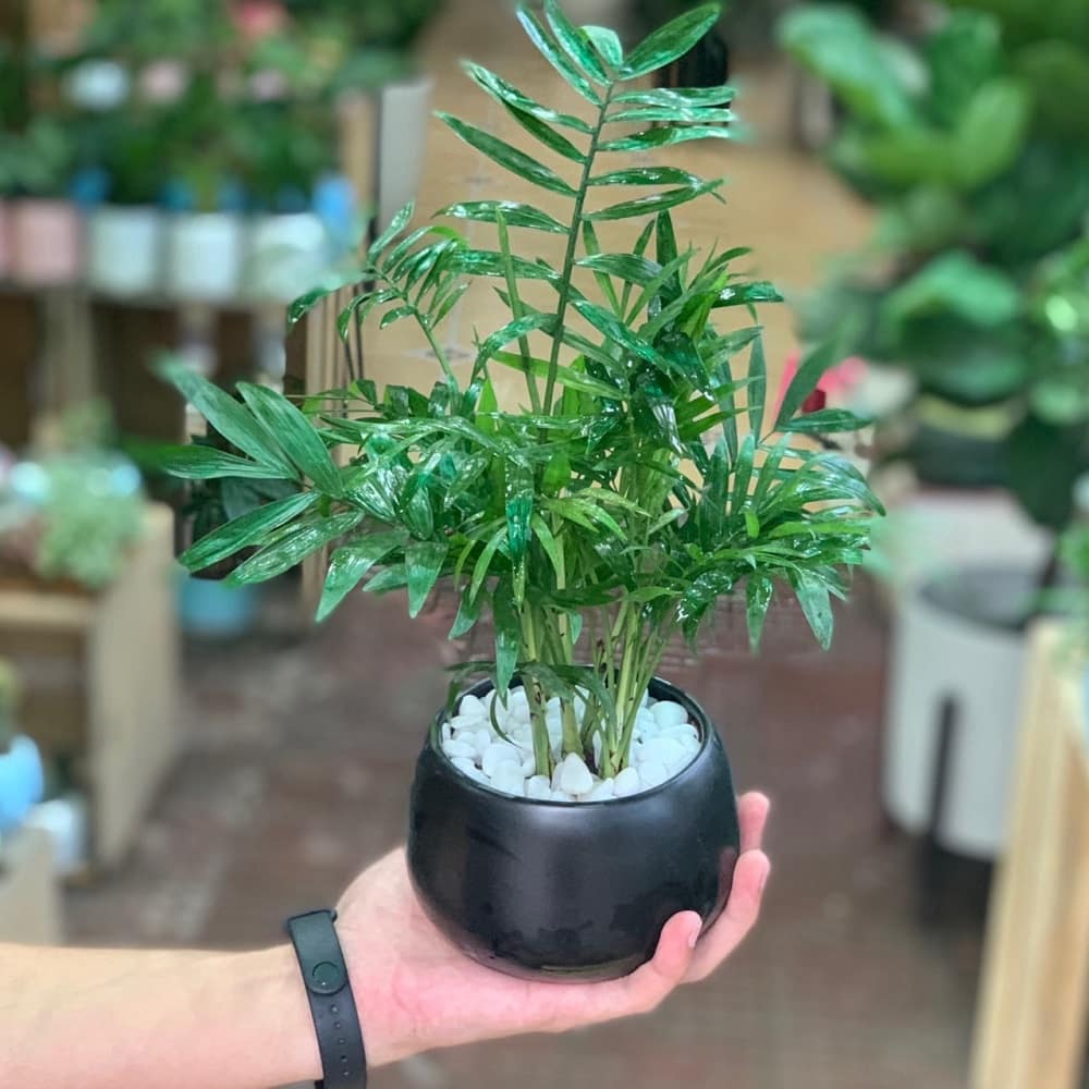 Cách chăm sóc cây cau tiểu trâm trong nhà 4 cây cau tiểu trâm thêm một vẻ đẹp mới