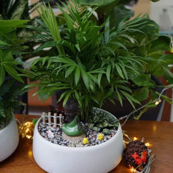 Cách chăm sóc cây cau tiểu trâm trong nhà 3 điểm nhấn khi bài trí cây cau tiểu trâm