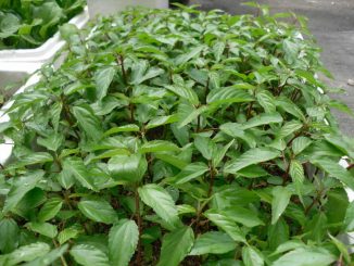 Kỹ thuật trồng cây rau đay trong vườn 6 cay rau day 2