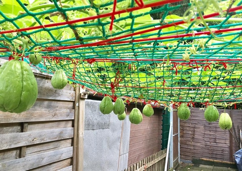 Kỹ thuật trồng cây su su nhiều quả 9 khu vườn su su giống quả to