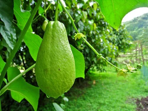 Kỹ thuật trồng cây su su nhiều quả 2 những trái su su nặng trĩu