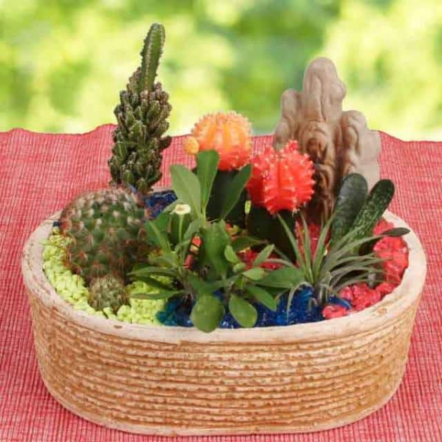 Kỹ thuật trồng và chăm sóc cây xương rồng trên chậu 1 những chậu hoa xương rồng