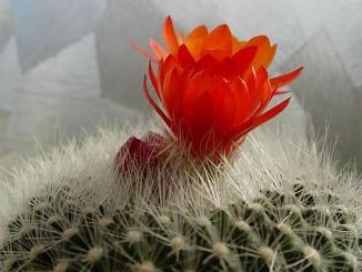 Kỹ thuật trồng và chăm sóc cây xương rồng trên chậu 9 cay xuong rong 8