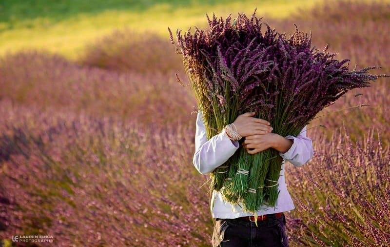 Cách trồng Hoa oải hương đẹp trong khu vườn xinh đẹp 2 lavender thu hoạch tốt