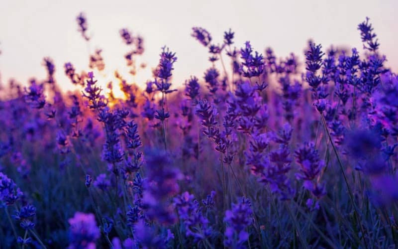 Cách trồng Hoa oải hương đẹp trong khu vườn xinh đẹp 24 Cánh đồng hoa lavender cầu đất