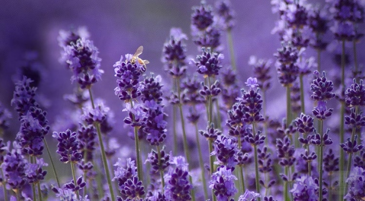 Cách trồng Hoa oải hương đẹp trong khu vườn xinh đẹp 16 hoa oải hương lavender giúp cơ thể thoải mái