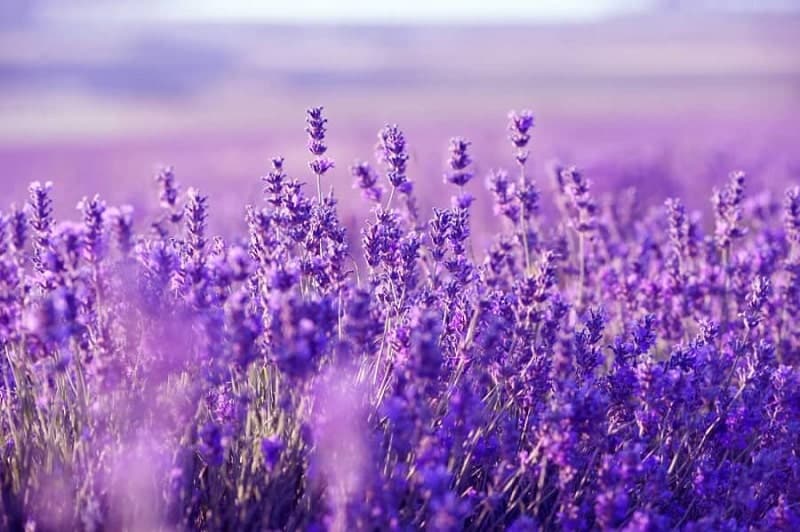 Cách trồng Hoa oải hương đẹp trong khu vườn xinh đẹp 23 Cánh đồng hoa Lavender ở Hồ Tuyền Lâm