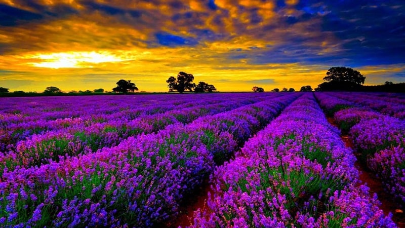 Cách trồng Hoa oải hương đẹp trong khu vườn xinh đẹp 3 cánh đồng hoa oải hương lavender