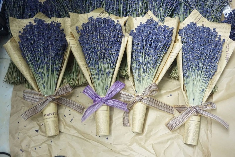 Cách trồng Hoa oải hương đẹp trong khu vườn xinh đẹp 20 Cách cắm hoa hương lavender