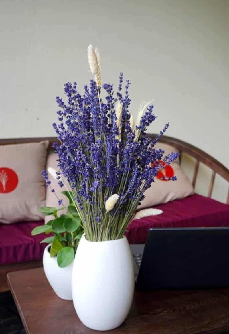Cách trồng Hoa oải hương đẹp trong khu vườn xinh đẹp 22 hoa oải hương lavender cắm bình để bàn