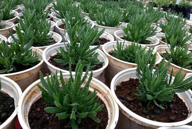 Cách trồng Hoa oải hương đẹp trong khu vườn xinh đẹp 5 chậu cây hoa oải hương lavender còn nhỏ