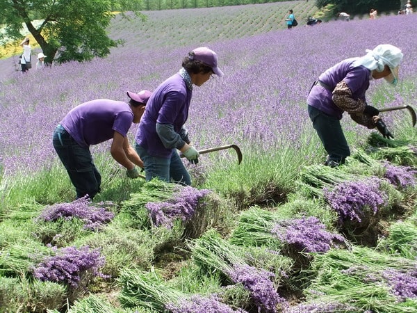 Cách trồng Hoa oải hương đẹp trong khu vườn xinh đẹp 1 thu hoạch hoa oải hương lavender