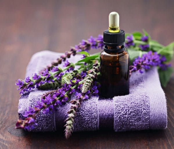 Cách trồng Hoa oải hương đẹp trong khu vườn xinh đẹp 14 Tinh dầu hoa oải hương có tác dụng gì